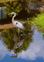 Great blue heron standing in a pond with an almost perfect reflection in the water