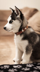 Exploring the World with a Siberian Husky Puppy: A Tender and Curious Look at Youth and Natural Beauty.