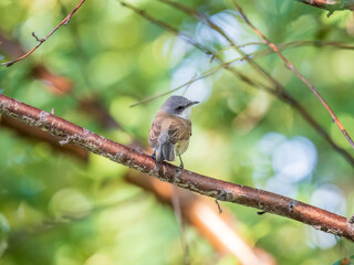 Common chiffchaff, lat. phylloscopus collybita, sitting on branch of bush in spring and looking for food