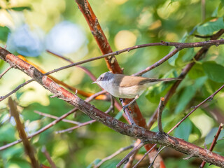 Common chiffchaff, lat. phylloscopus collybita, sitting on branch of bush in spring and looking for food