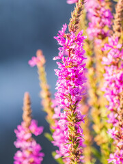 Obraz premium Summer Flowering Purple Loosestrife, Lythrum tomentosum on a green blured background.