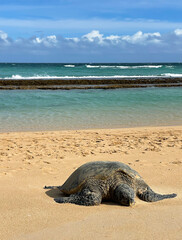 Sea turtle on the sand beach