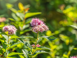 Flowers of Spiraea japonica double play pink, the Japanese meadowsweet, Japanese spiraea or Korean spiraea. It is a plant in the family Rosaceae.