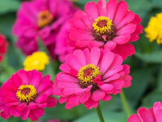 Obraz premium A wonderful red dahlia flower is blooming in the garden.