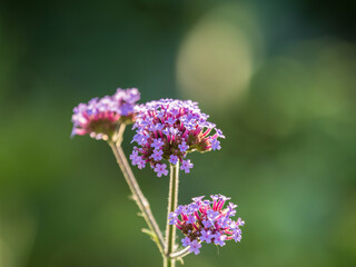 Fototapeta premium Verbena bonariensis flowers, Argentinian Vervain or Purpletop Vervain, Clustertop Vervain, Tall Verbena, Pretty Verbena, in garden