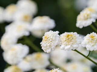 Colourful Feverfew Flowers, Tanacetum parthenium. Beautiful white and yellow