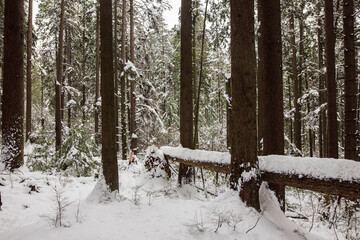 Contrasts with snowfall in Lynn Canyon