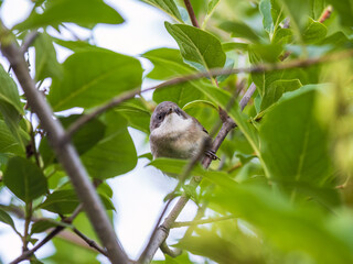 Common chiffchaff, lat. phylloscopus collybita, sitting on branch of bush in spring and looking for food