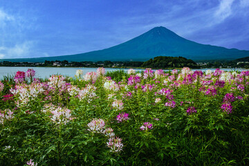 河口湖から富士山とクレオメ