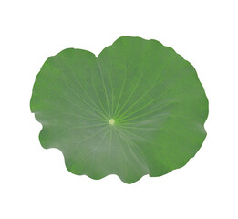 Nelumbo or Lotus or Water lily leaf. Close up green leaf of lotus tree isolated on transparent background