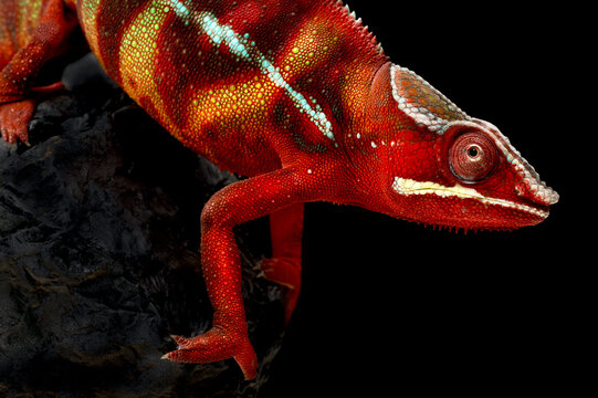 Panther chameleon (Furcifer pardalis) male