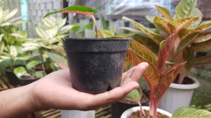 A hand holds a small pot with a red leaf on it. © NicBrand