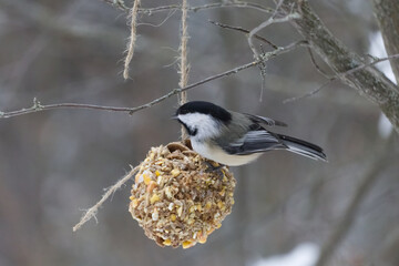 Black-capped Chickadee on a Bird Feeder 