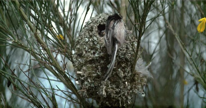 Long-tailed Tit, aegithalos caudatus, Adult in Flight Landing Near Nest to Feed Young, Normandy in France, Slow Motion 4K