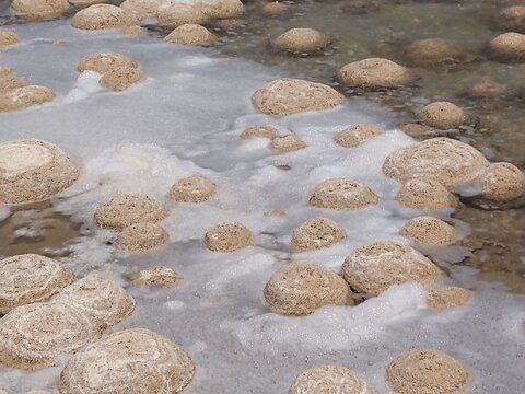frothy thrombolites