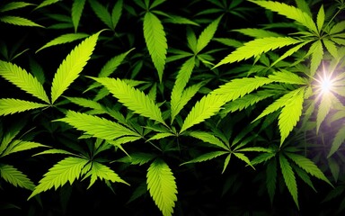 cannabis leaf beautiful background wallpaper Stock photographic Image 