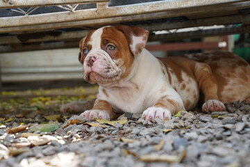 different color eyses merle color puppy   