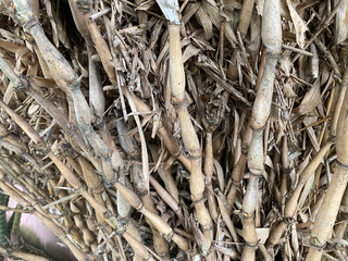 Dry brown Buddha Belly Bamboo branches (Bambusa ventricosa) backgrounds, textures, selective focus. POV