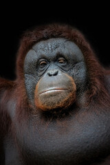 portrait bornean orangutan