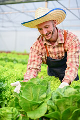 Portrait of happy Caucasian male farmer harvesting organic hydroponic salad vegetables