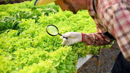 Male farmer using magnifying glass to check the quality of salad vegetables leaves