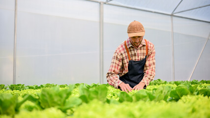 A determined Caucasian male farmer working in the greenhouse, harvesting vegetables.