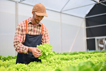 Obraz premium A determined Caucasian male farmer working in the greenhouse, harvesting vegetables.