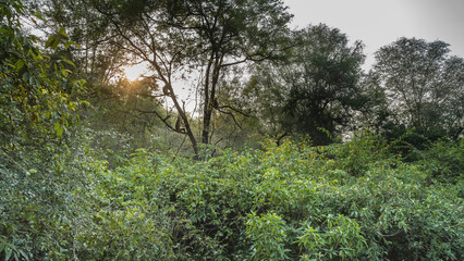 Lush impenetrable jungle. There are green bushes in the foreground. Langur monkeys are sitting on a tree in the distance. The sun shines through the branches. India. Sariska National Park