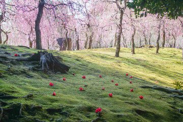 城南宮の枝垂れ梅と落椿