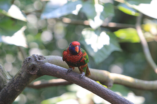 a Black capped lory bird on tree branch