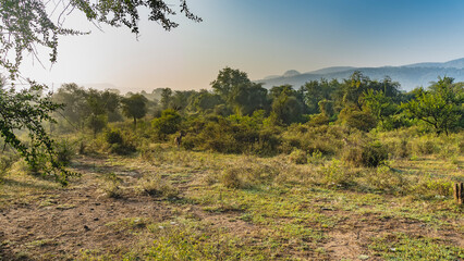 Fototapeta na wymiar Lush trees and bushes grow in the jungle. There is a spotted deer axis in the clearing. A mountain range in the distance against the blue sky. India. Sariska National Park