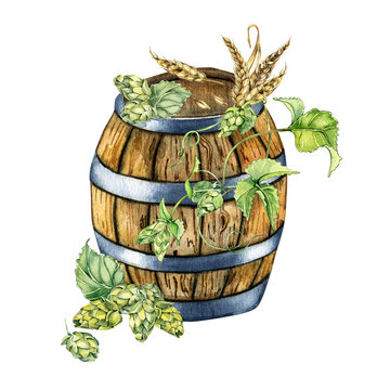 Wooden beer barrel and hop vine, wheat ear watercolor illustration isolated on white. Vintage barrel hand drawn. Design element for advertising beer festival, banner, menu, packaging, St Patricks day.