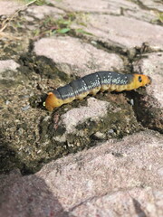 caterpillar on a tree