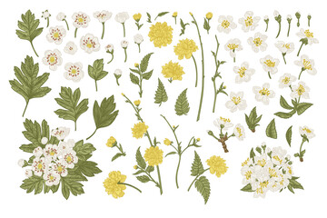Set with plant elements of cherry, kerria, hawthorn. Spring blossoming tree branches. Botanical illustration. Colorful. Isolated on a transparent background. - 576913418