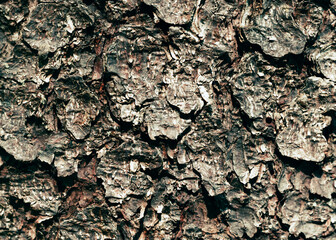 Fototapeta premium woody background close-up selective focus