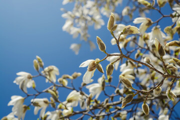 Branch with buds of white magnolia against the blue sky