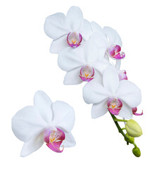 Fototapeta na wymiar Set of beautiful orchid phalaenopsis, moth orchid, orchid flowers isolated on white background.