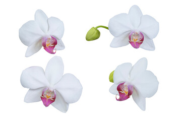 Set of beautiful orchid phalaenopsis, moth orchid, orchid flowers isolated on white background.