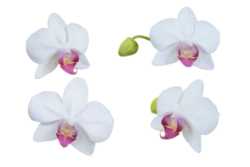 Gordijnen Set of beautiful orchid phalaenopsis, moth orchid, orchid flowers isolated on white background. © Kanrawee8