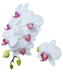Set of beautiful orchid phalaenopsis, moth orchid, orchid flowers isolated on white background.