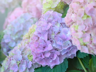 Inflorescence of light lilac Hydrangea on a blurred background