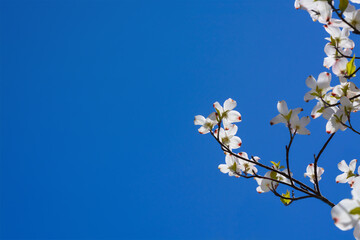 Background with dogwood branch in spring and blue sky