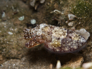 Squid Sepia officinalis from Cyprus 