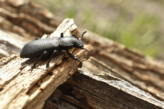 Close-up picture of large black Pinacate Beetle on wood. Antennae, legs and eyes visible.