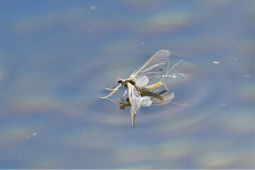 Mayfly sitting on the surface of water,  stuck by the surface tension.  