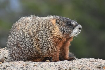 Naklejka na ściany i meble Yellow Bellied Marmot sitting on a rock. Profile view.
