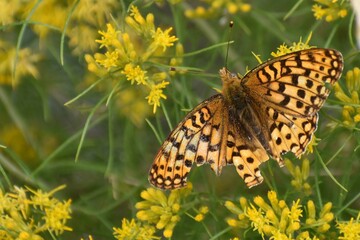Silver Bordered Fritillary butterfly sitting on yellow flowers.  Tattered, damaged wings. © Diane