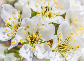 Beautiful white plum flowers in the spring garden