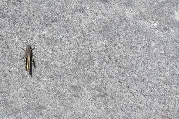 Differential Grasshopper on a grey rock, room for copy. 