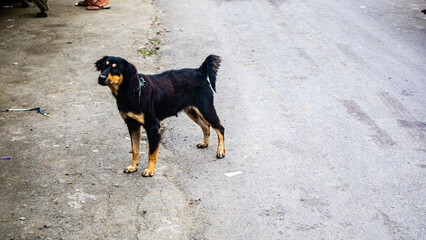 dogs on traditional market streets